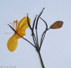 Attēlu rezultāti vaicājumam “Chelidonium majus bud”