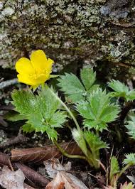 Attēlu rezultāti vaicājumam “Potentilla erecta bud”