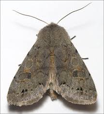 Attēlu rezultāti vaicājumam “Orthosia populeti”