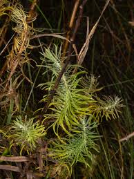 Attēlu rezultāti vaicājumam “Euphorbia cyparissias fruit”
