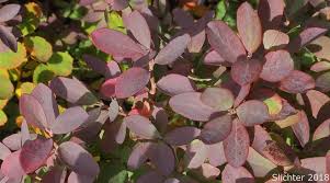 Attēlu rezultāti vaicājumam “Vaccinium uliginosum leaf”