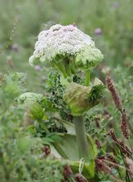 Attēlu rezultāti vaicājumam “Heracleum sphondylium subsp. sibiricum leaf”