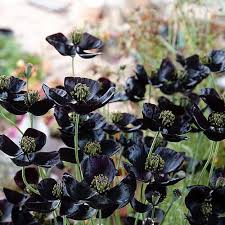 Image result for Papaver somniferum Black