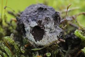 Attēlu rezultāti vaicājumam “Nectriopsis violacea”