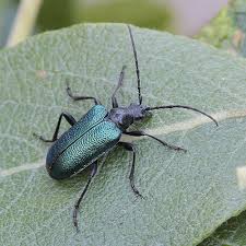 Attēlu rezultāti vaicājumam “Gaurotes virginea”