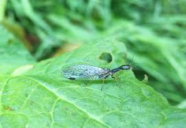 Attēlu rezultāti vaicājumam “Raphidia larva”
