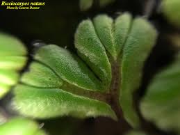 Attēlu rezultāti vaicājumam “Ricciocarpos natans”