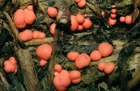 Attēlu rezultāti vaicājumam “Lycogala confusum spores”