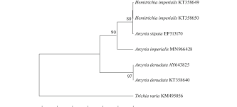 Attēlu rezultāti vaicājumam “Arcyria imperialis”