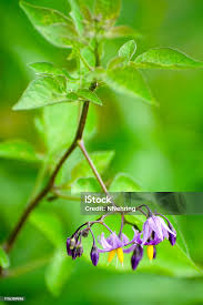 Attēlu rezultāti vaicājumam “Solanum dulcamara flower”