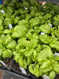 Attēlu rezultāti vaicājumam “Ocimum basilicum leaf”