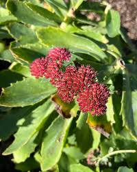 Attēlu rezultāti vaicājumam “Hylotelephium telephium flower”