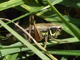 Attēlu rezultāti vaicājumam “Metrioptera roeselii”