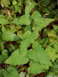 Attēlu rezultāti vaicājumam “Campanula rapunculoides leaf”