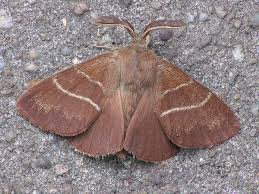 Attēlu rezultāti vaicājumam “Badhamia bethelii macro”