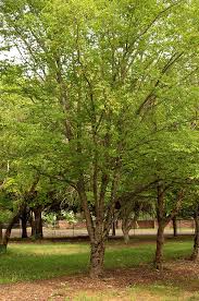 Attēlu rezultāti vaicājumam “Betula alleghaniensis”