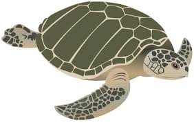 Image result for Lepidochelys kempii