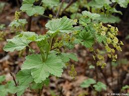 Attēlu rezultāti vaicājumam “Ribes rubrum leaf”
