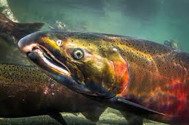 Image result for Oncorhynchus kisutch