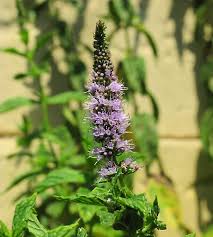 Attēlu rezultāti vaicājumam “Mentha spicata”