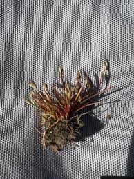 Attēlu rezultāti vaicājumam “Juncus bufonius”