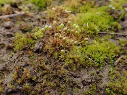 Attēlu rezultāti vaicājumam “Physarum obscurum macro”