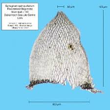 Attēlu rezultāti vaicājumam “Sphagnum quinquefarium”
