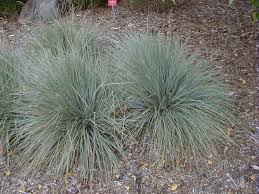 Attēlu rezultāti vaicājumam “Helictotrichon pratense leaf”