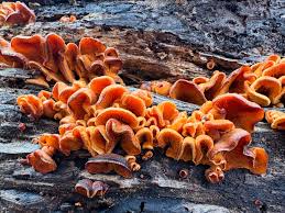 Attēlu rezultāti vaicājumam “Phyllotopsis nidulans”