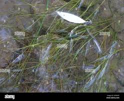 Attēlu rezultāti vaicājumam “Stuckenia filiformis bud”