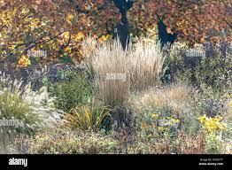 Attēlu rezultāti vaicājumam “Calamagrostis stricta”
