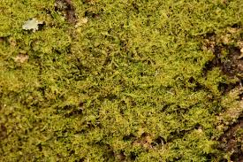 Attēlu rezultāti vaicājumam “Metzgeria furcata”