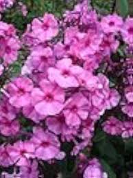 Image result for Phlox drummondii