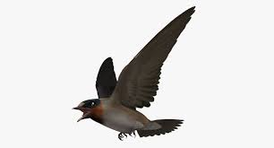 Image result for Petrochelidon pyrrhonota