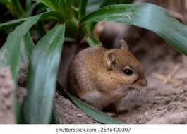 Attēlu rezultāti vaicājumam “Muridae”