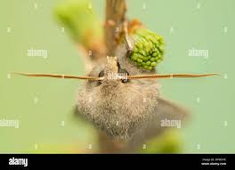 Attēlu rezultāti vaicājumam “Orthosia populeti”