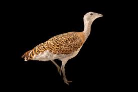 Image result for Otis tarda