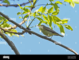 Attēlu rezultāti vaicājumam “Hippolais icterina adult”