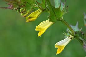 Attēlu rezultāti vaicājumam “Melampyrum pratense leaf”