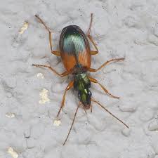 Attēlu rezultāti vaicājumam “Anchomenus dorsalis”