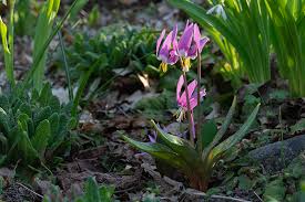 Attēlu rezultāti vaicājumam “Erythronium sibiricum”