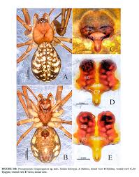 Attēlu rezultāti vaicājumam “Linyphiidae”
