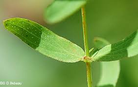 Attēlu rezultāti vaicājumam “Hypericum perforatum leaf”