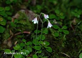 Attēlu rezultāti vaicājumam “Linnaea borealis fruit”