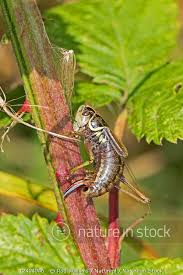 Attēlu rezultāti vaicājumam “Metrioptera roeselii”