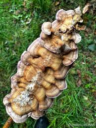 Attēlu rezultāti vaicājumam “Chondrostereum purpureum”