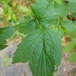 Attēlu rezultāti vaicājumam “Geum urbanum leaf”