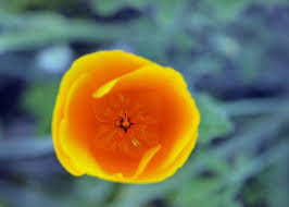 Attēlu rezultāti vaicājumam “Eschscholzia californica fruit”
