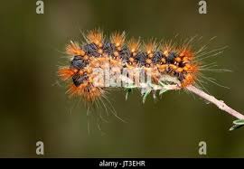Attēlu rezultāti vaicājumam “Acronicta auricoma larva”