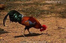 Attēlu rezultāti vaicājumam “Gallus male”